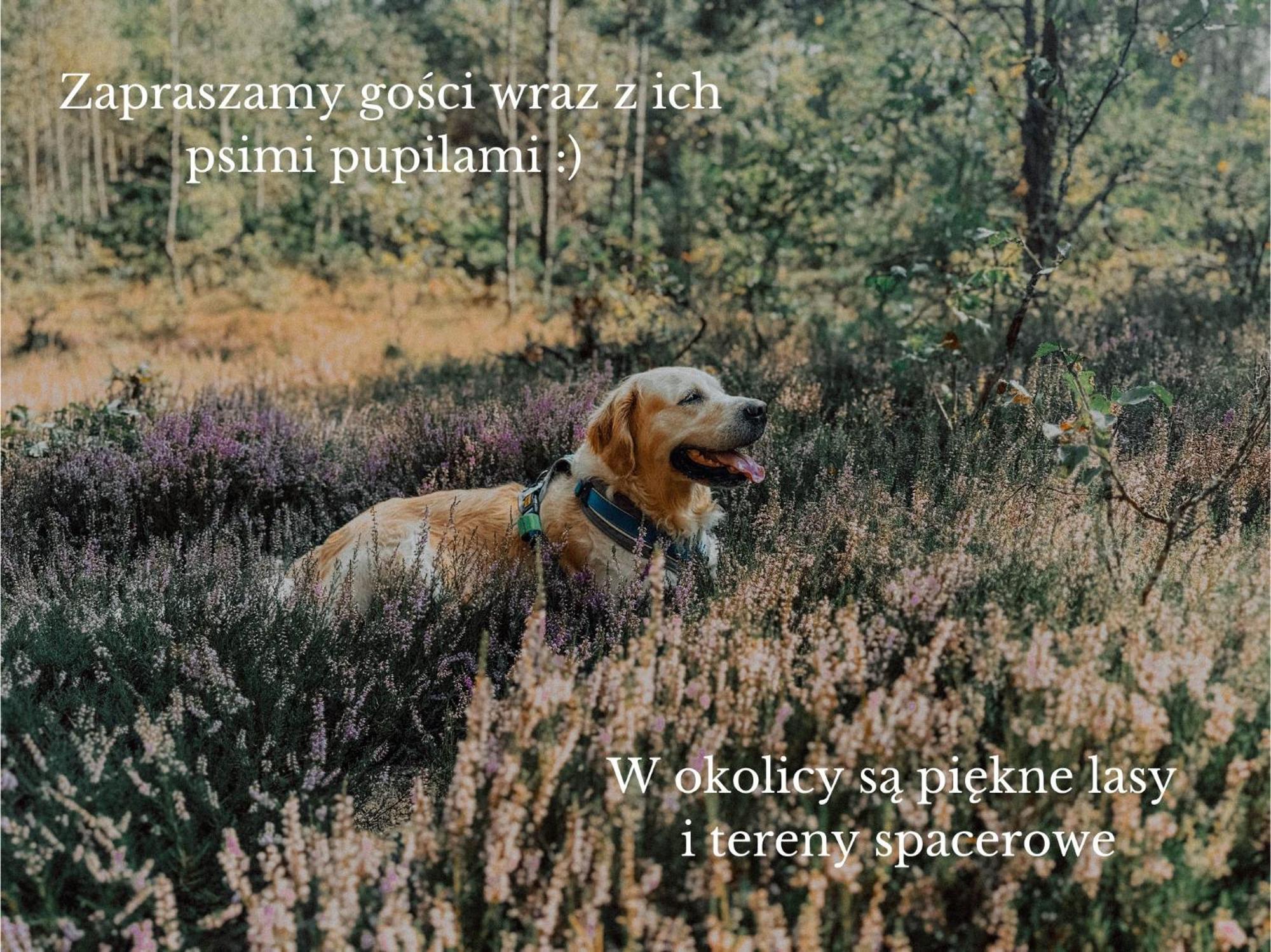 Boho Przystan Łazy エクステリア 写真